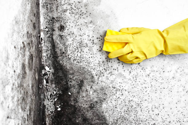 Professional Mold Removal in Oradell, NJ