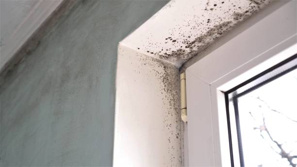  Oradell, NJ Mold Removal Pros