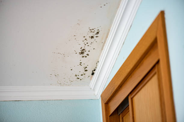 Best Affordable Mold Removal  in Oradell, NJ