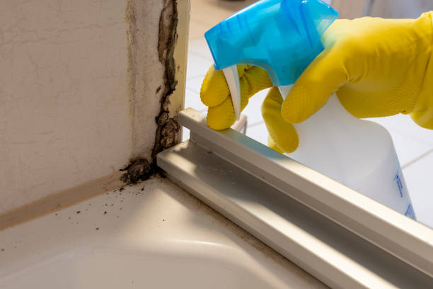 Best Certified Mold Removal  in Oradell, NJ