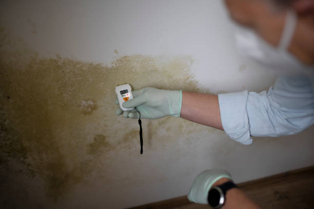 Best Office Mold Removal Services  in Oradell, NJ