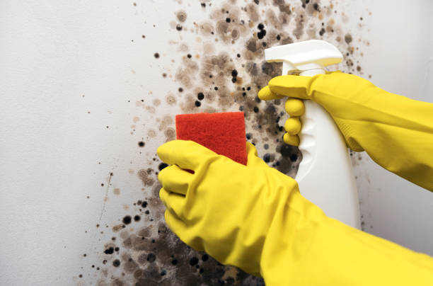 Best Mold Remediation  in Oradell, NJ