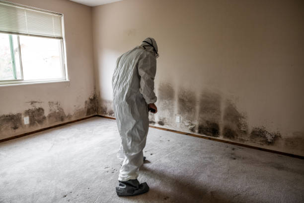 Best Mold Removal Process  in Oradell, NJ