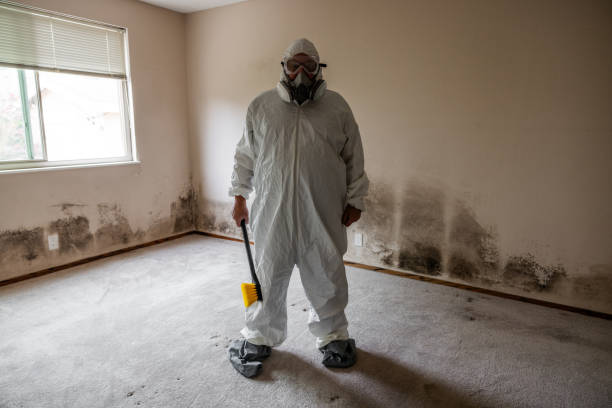 Best Toxic Mold Removal  in Oradell, NJ