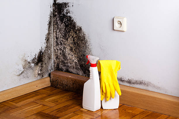 Best Fast Mold Removal  in Oradell, NJ