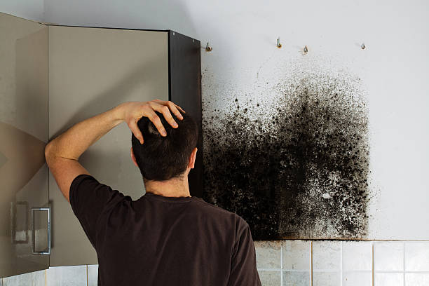 Mold Removal and Inspection in Oradell, NJ